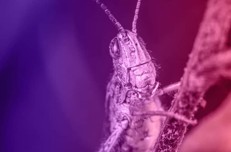 nightmare grasshopper