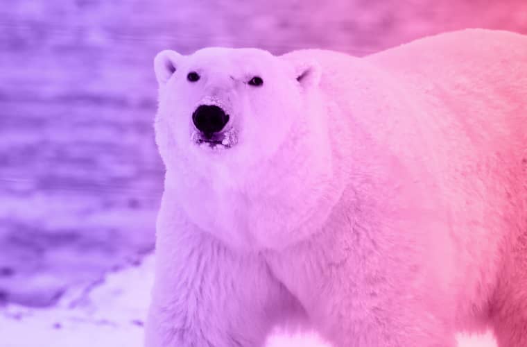 polar bear